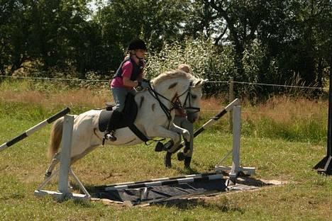 Anden særlig race Quila - de brune strejer er for at holde dyrene væk. billede 7