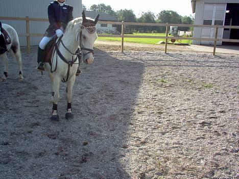 Anden særlig race Quila - springstævne i stauslykke... billede 8