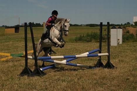 Anden særlig race Quila billede 9
