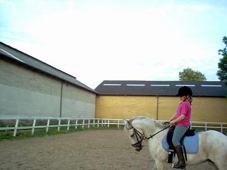 Anden særlig race Quila billede 10