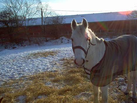 Anden særlig race Quila - quila på fold i snevejr:o) billede 11