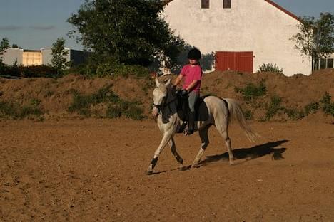 Anden særlig race Quila billede 13