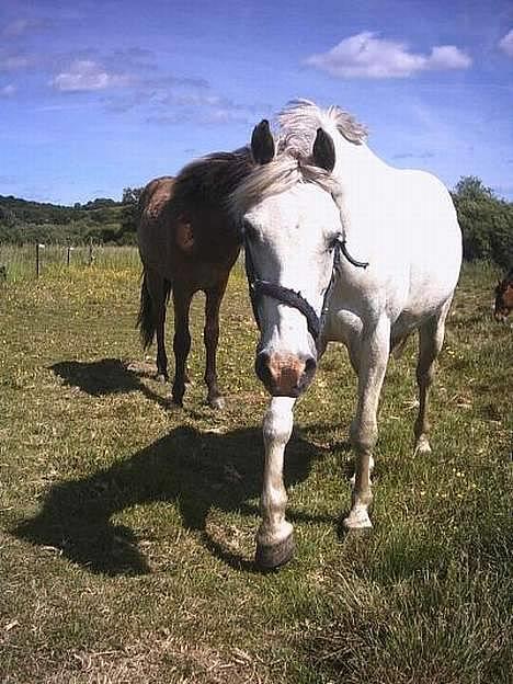 Anden særlig race Quila - jeg kommer nu mor.. billede 15