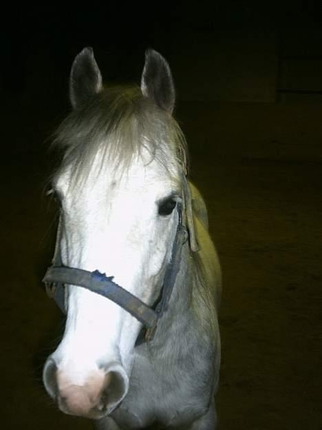 Anden særlig race Quila billede 16