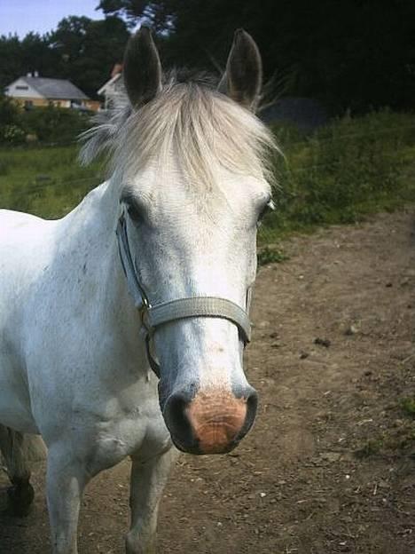 Anden særlig race Quila billede 17