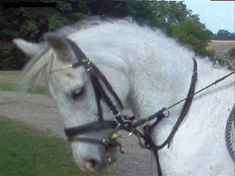 Anden særlig race Quila - springstævne billede 18