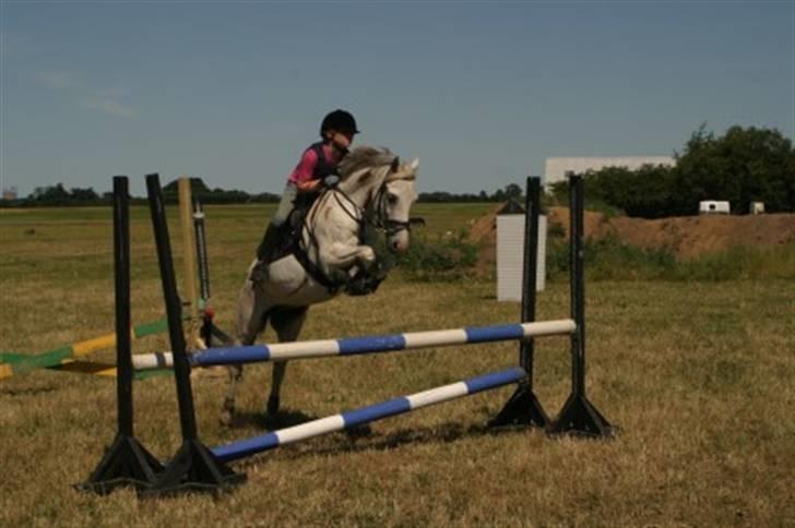 Anden særlig race Quila billede 19