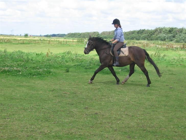 Connemara Frederik af Tinghøjgård - 5 år billede 15