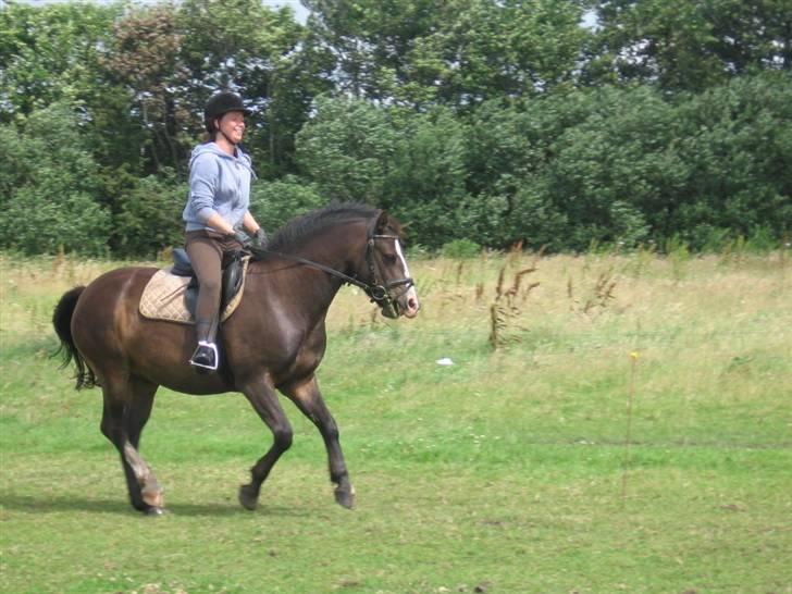 Connemara Frederik af Tinghøjgård - 5 år - han var rimelig...ilter denne dag, deraf mit ansigtsudtryk ;D billede 17