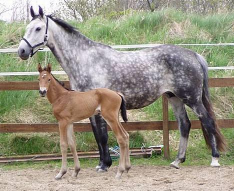 Dansk Varmblod Flying Q-Lando - Her Er Q-Lando igen.. og det er det samme billed som det første.. men bare lidt længere væk.. :D billede 2