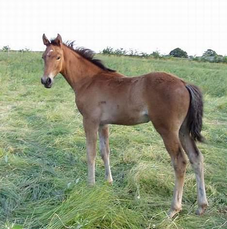 Dansk Varmblod Flying Q-Lando - ´´ Hvorfor tager du billeder af mig.. ´´ Hjælp.. billede 3