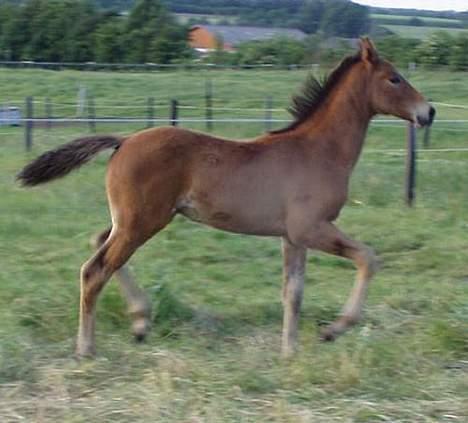 Dansk Varmblod Flying Q-Lando - Nu vil jeg lige vise mig frem.. billede 4