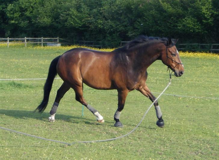 Dansk Varmblod Comino DV302 - Comino under cirkel legen fra Parelli Natural Horsemanship 28.05.09 billede 13