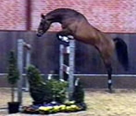 Dansk Varmblod Flying Q-Lando - Her er Q-Lando´s Far.. billede 5