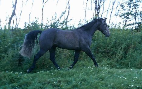 Anden særlig race Moon Shadow *SOLGT* billede 4