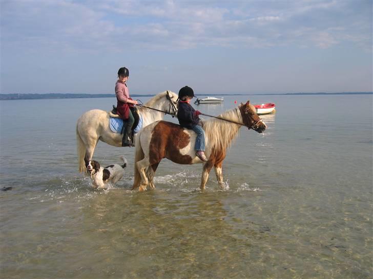 Anden særlig race Valentin - Valentin er på stranden med Therese, Thea, Appetit og hunden Ticko billede 3