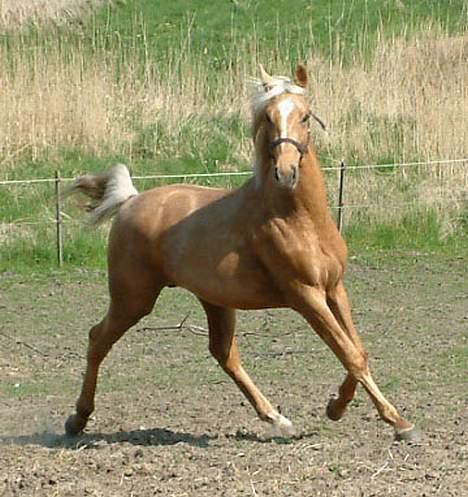 Palomino Avl Saint Millton Segur Lamarque - Her er Millton lige ankommet til mig og hvilket herligt syn. På dette billede er han to år. billede 1