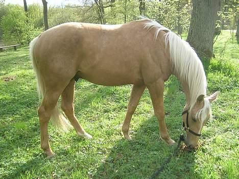 Palomino Avl Saint Millton Segur Lamarque - Her er han på sin første skovtur på hans 3 års dag. billede 2