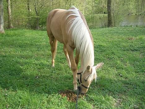 Palomino Avl Saint Millton Segur Lamarque - Et smukt syn er han jo. billede 3