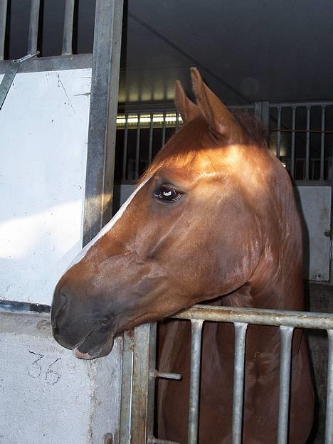 DSP Maglehøjs Micado R.I.P - Micado på stald.  billede 3