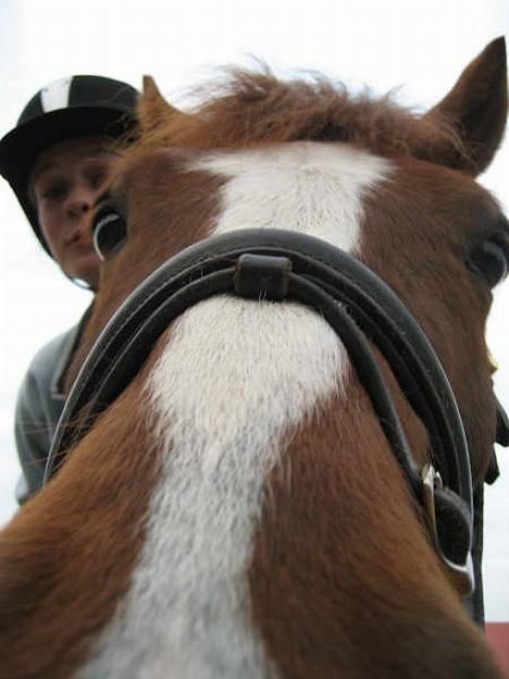 DSP Maglehøjs Micado R.I.P - Tossehoveder :)  billede 4