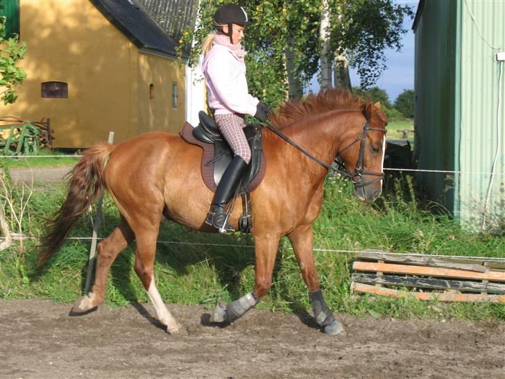 DSP Maglehøjs Micado R.I.P - NYT! 17. August. på banen. Han gik rigtig godt.  billede 7