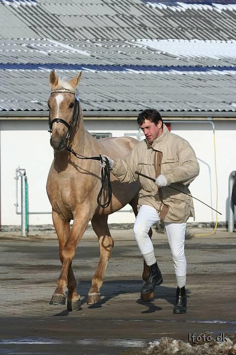 Palomino Avl Saint Millton Segur Lamarque - Fra hingstekåringen i februar 2006 billede 4