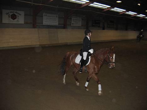 DSP Maglehøjs Micado R.I.P - Micado og mig til stævne i KRK :-) billede 9