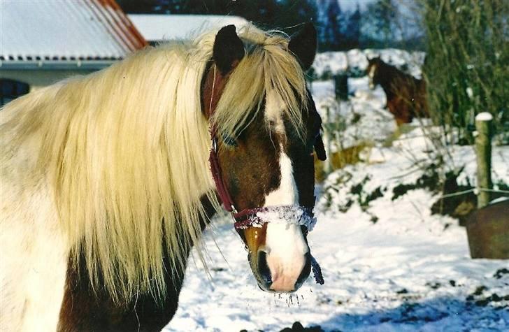 Anden særlig race Valentin - Billedet er fra vinteren 2001 billede 10