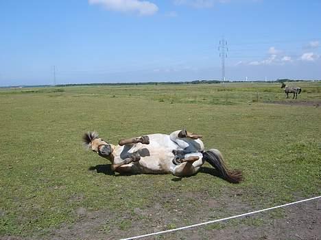Fjordhest Claus - aflivet okt.07 - Det er godt lige at komme ned at rulle sig med alle de må fluer billede 10