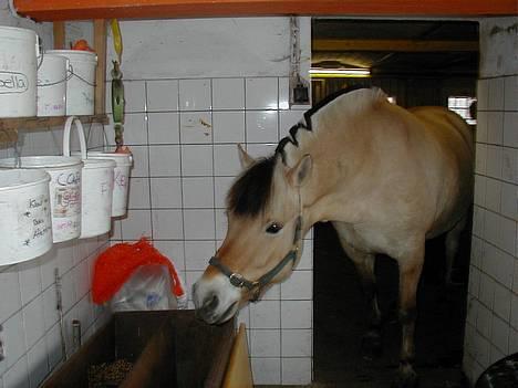 Fjordhest Claus - aflivet okt.07 - Bare lige lidt længere, så er maden der... billede 11