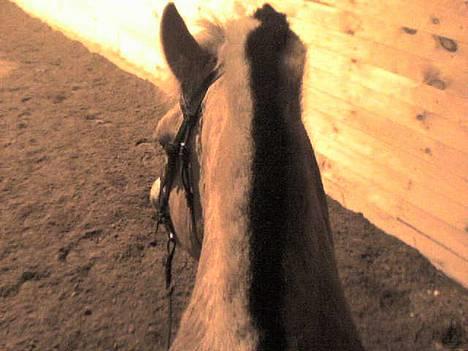 Fjordhest Claus - aflivet okt.07 - Sikke en udsigt billede 12