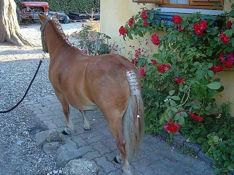 Shetlænder Herkules billede 10