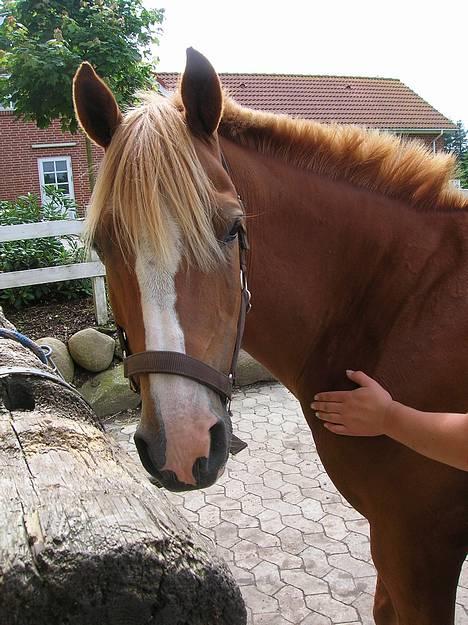 New Forest Casanova (SOLGT) billede 14