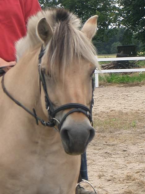 Fjordhest Freja †RIP 23/11-2010 - 2007 billede 15