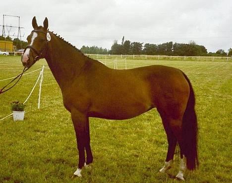 Dansk Varmblod Anika-Kick. - Anika til kåring D 6-7-05  billede 1