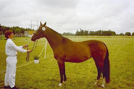 Dansk Varmblod Anika-Kick. - Anika til kårring D 6-7-05 billede 2