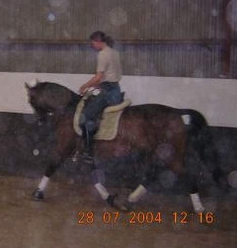 Dansk Varmblod Anika-Kick. - Anika under rytter (datter) 2004  billede 9