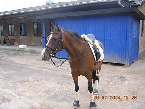 Dansk Varmblod Anika-Kick. - Træt Anika 2004 billede 11