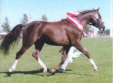 Dansk Varmblod Anika-Kick. - Dsp hingsten Bonansa, 130 cm, A pony i dressur, (ham anika er i fol med) billede 16