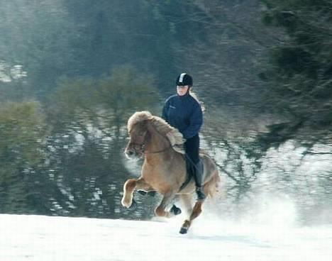 Islænder Rauður fra Kransmose - Rauður galop, marts ´06 billede 18