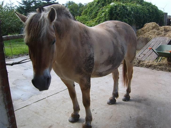 Fjordhest Claus - aflivet okt.07 - Der er vist en der har haft det sjovt ude på marken!! billede 13