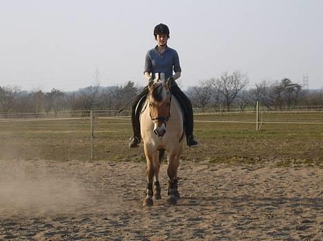 Fjordhest Claus - aflivet okt.07 - Parade ude på ridebanen billede 14
