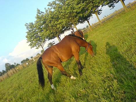 Dansk Varmblod Birkely's Orion *DØD* - min super skønne hest. På sommerfold lidt fed billede 1