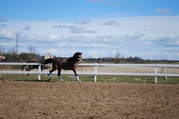 Dansk Varmblod Birkely's Orion *DØD* billede 2