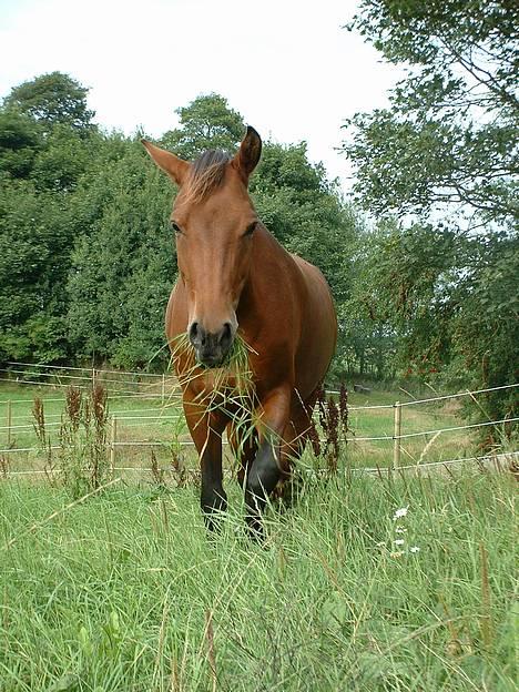 Anden særlig race Bøgelunds Zarina Udlånt - *Nyt* Min skat der kommer hen for at sige hej <´333 billede 6