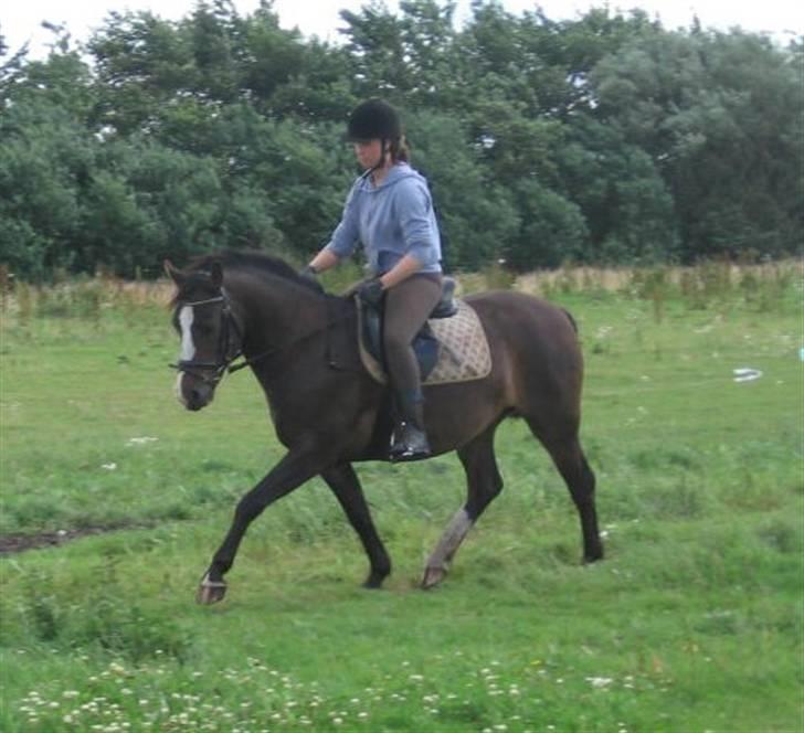 Connemara Frederik af Tinghøjgård - 5 år billede 18