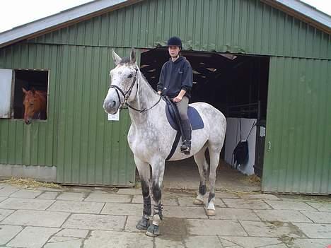 Belgisk varmblod Vampire billede 3