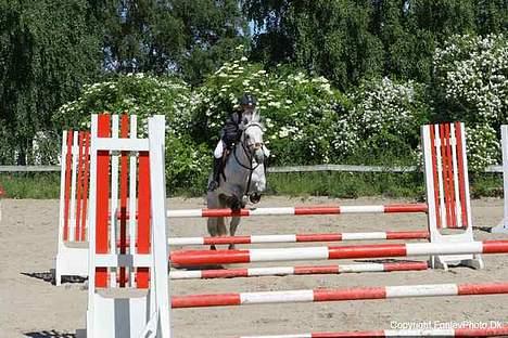 Connemara Pondus - Også stævne i Bartahus Lb. billede 11