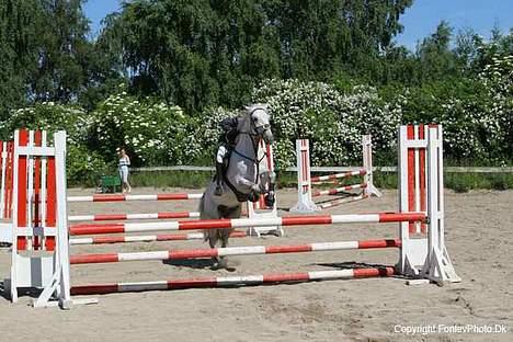 Connemara Pondus - Lb igen igen. Hehe lidt stort! billede 12